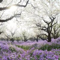 Spring of Jiangsu Flowers Planet