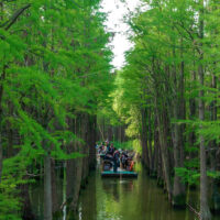 Spring of Jiangsu Flowers Planet - Image 7