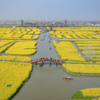 Spring of Jiangsu Flowers Planet - Image 4