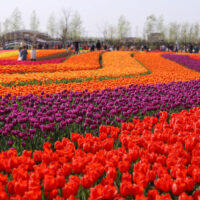 Spring of Jiangsu Flowers Planet - Image 6